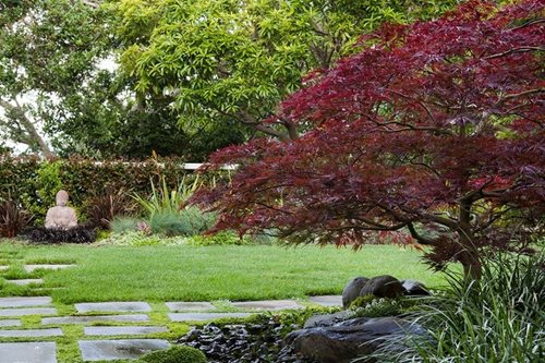Asian Garden, Buddha, Japanese MapleAsian LandscapingShepard Design 
