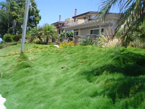landscape ideas without grass Steep Slope Landscaping On a Hillside | 500 x 375