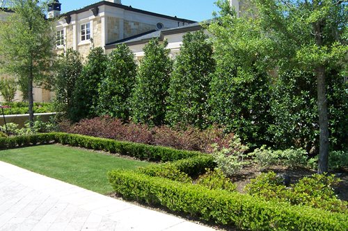 Privacy Landscaping Trees Ideas