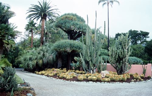 Landscaping with Succulents - Landscaping Network