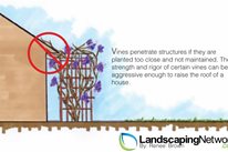 Planting Mistake 1
Backyard Landscaping
Landscaping Network
Calimesa, CA