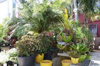 Flora Grubb, Contemporary Plants, Contemporary Garden Decor
Genevieve Schmidt Landscape Design and Fine Maintenance
Arcata, CA