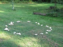 Lawn Fungus