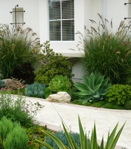 CA的Shellene San Diego的多汁路径庭院设计