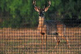 Deer Fencing
Hoover Fence Co.

