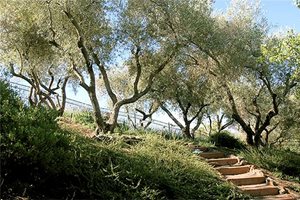 18新利足球加利福尼亚州胡桃溪前院景观设计Huettl景观设计公司