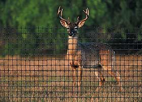Deer Fencing
Hoover Fence Co.
