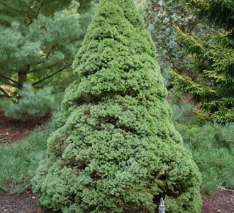 Top Trees For Your Front Yard, Dwarf Evergreen For Landscaping