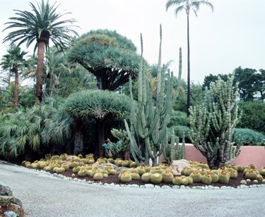 Succulents, Driveway, Barrel Cactus
Pergola and Patio Cover
Maureen Gilmer
Morongo Valley, CA