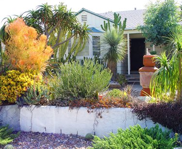 Succulents, Garden, Euphorbias, Firesticks
Maureen Gilmer
Morongo Valley, CA