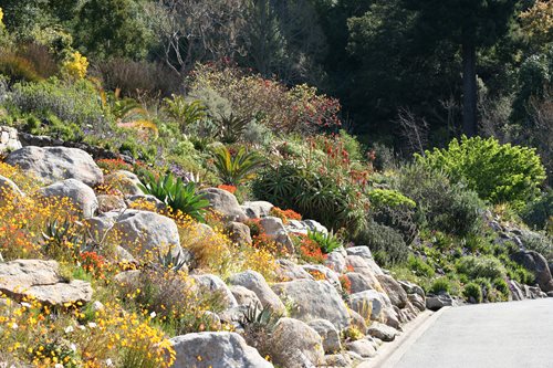 Reasons To Visit Uc Berkeley S Botanical Garden Landscaping Network