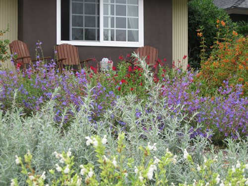 Plants for Xeriscaping - Landscaping Network