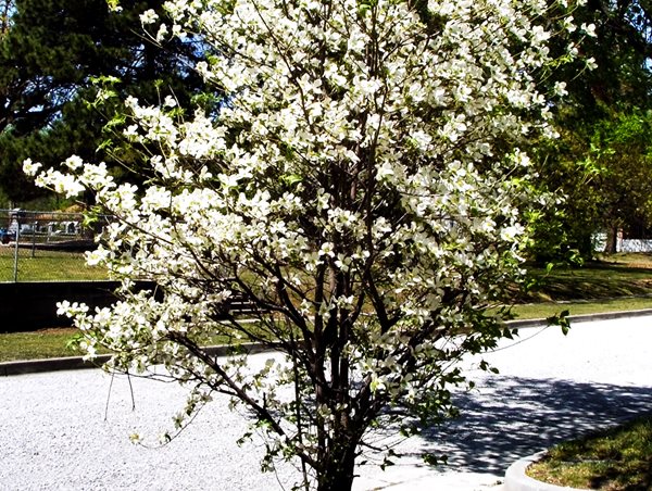 Dogwood Tree, Dogwood Blooming
Front Yard Landscaping
flickr
