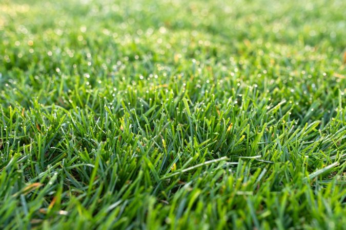 Best Types Of Grass For Your Lawn, Types Of Grass For Landscape