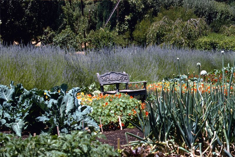 Food Garden
Maureen Gilmer
Morongo Valley, CA
