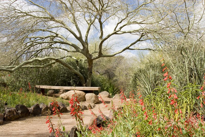 亚利桑那园林，沙漠树，沙漠植物庭院设计美化网络calimesa，加州