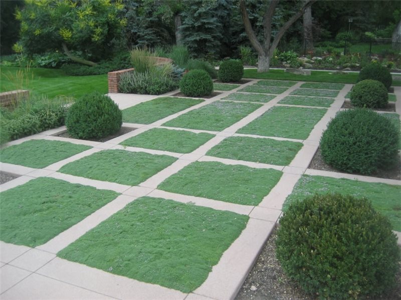Elfin Thyme, Walkable Ground Cover
Garden Design
Stonegate Gardens
Denver, CO