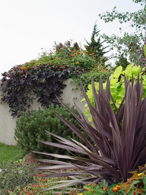 叶子颜色庭院设计Maureen Gilmer Morongo谷，加州