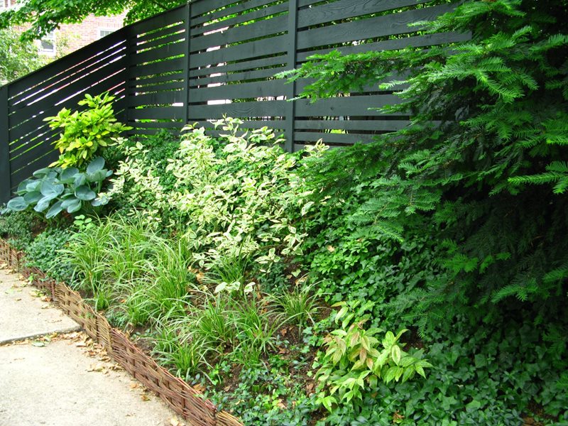Variegated Perennials
Garden Design
Livable Landscapes
Wyndmoor, PA