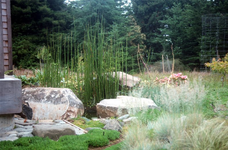 Wetland Landscape
Garden Design
Maureen Gilmer
Morongo Valley, CA