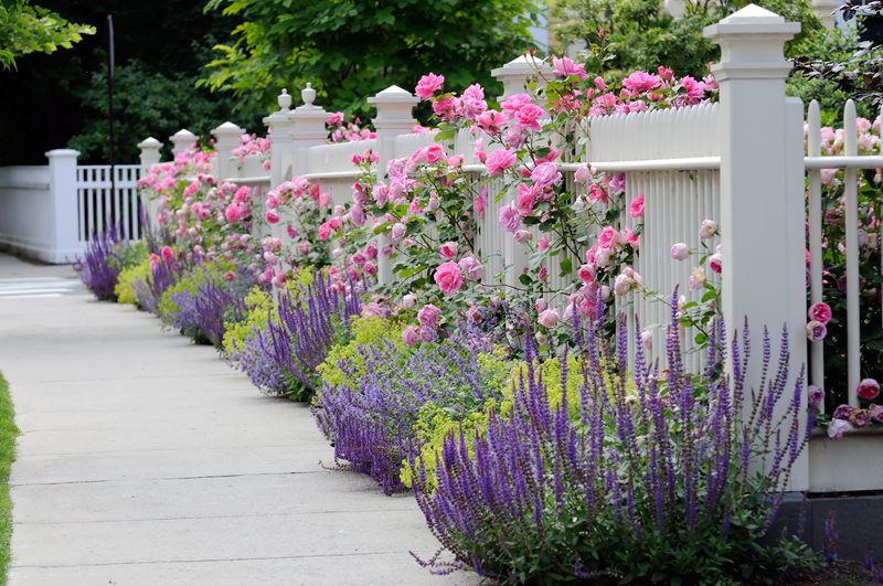 White Picket Fence, Purple Plants, Pink Roses
Gates and Fencing
Landscaping Network
Calimesa, CA
