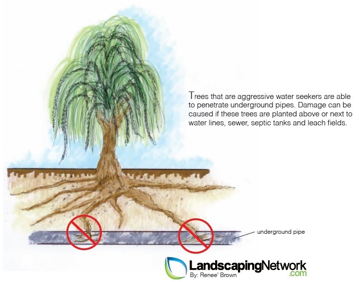 Planting Mistake 2
Landscape Drawings
Landscaping Network
Calimesa, CA