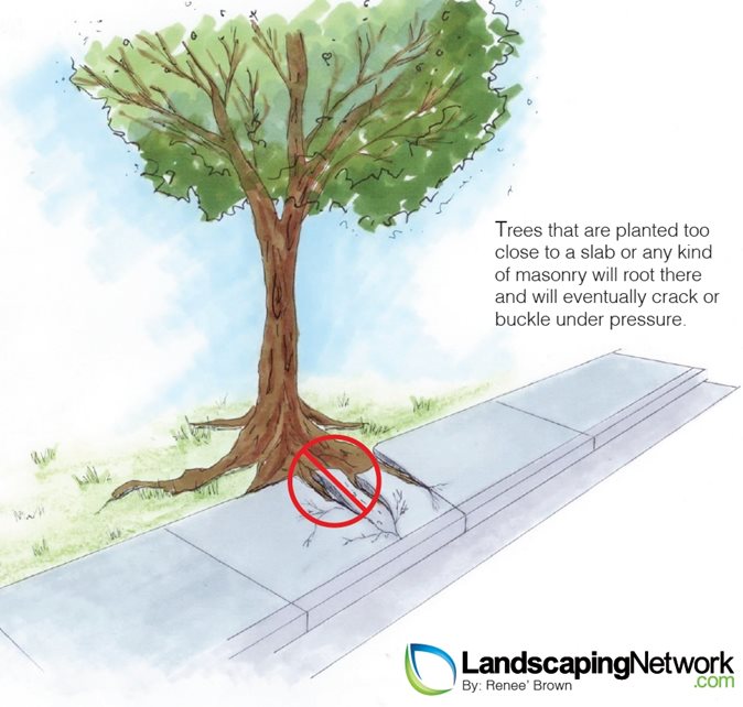 Planting Mistake 6
Landscape Drawings
Landscaping Network
Calimesa, CA