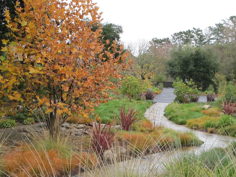 Meadow Garden
Lawnless Landscaping
Suzanne Arca Design
Albany, CA