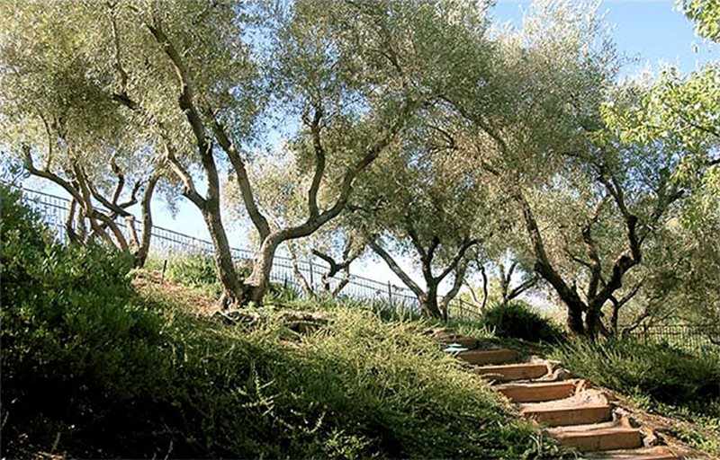Mediterranean Landscaping
Huettl Landscape Architecture
Walnut Creek, CA