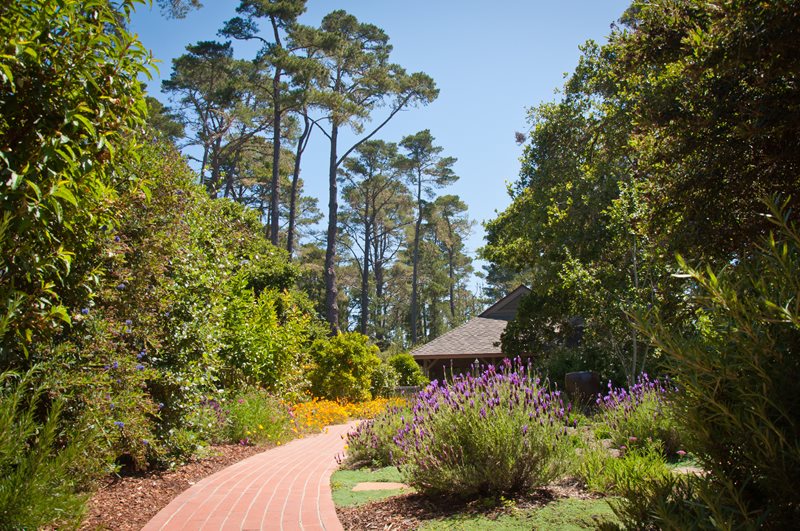 红砖砌成的走道,盛开的薰衣草最近添加交错群落景观威尔士,CA