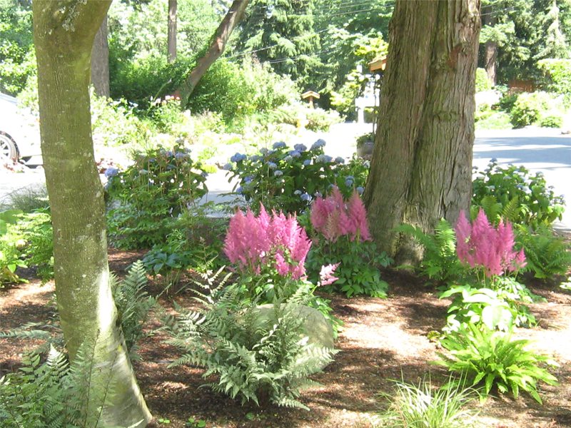 Shade, Plants, Garden, Trees
Washington Landscaping
Spring Greenworks
Bellevue, WA