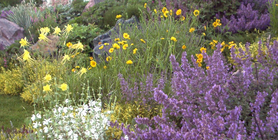 Purple Yellow Xeriscape Blooms
J&S Landscape
Longmont, CO