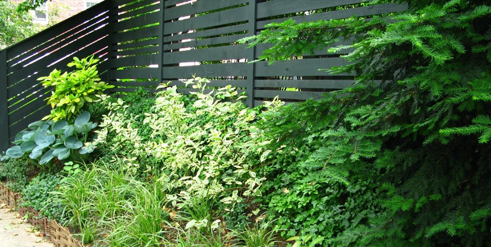Variegated Perennials
Livable Landscapes
Wyndmoor, PA