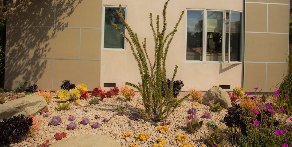 18新利足球与植物亚洲环境美化环境美化网络Calimesa，加州的前院