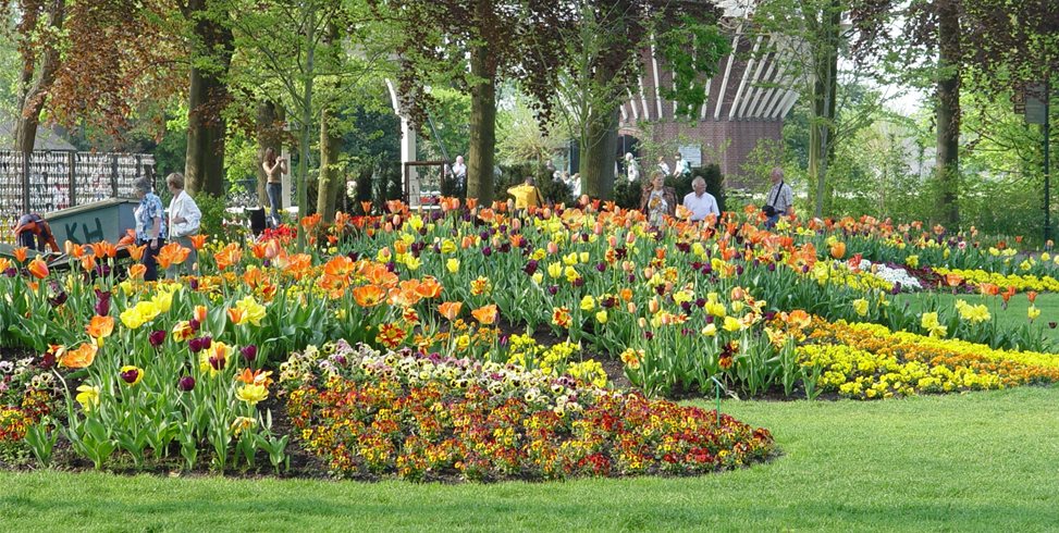 A berm with many tulips
